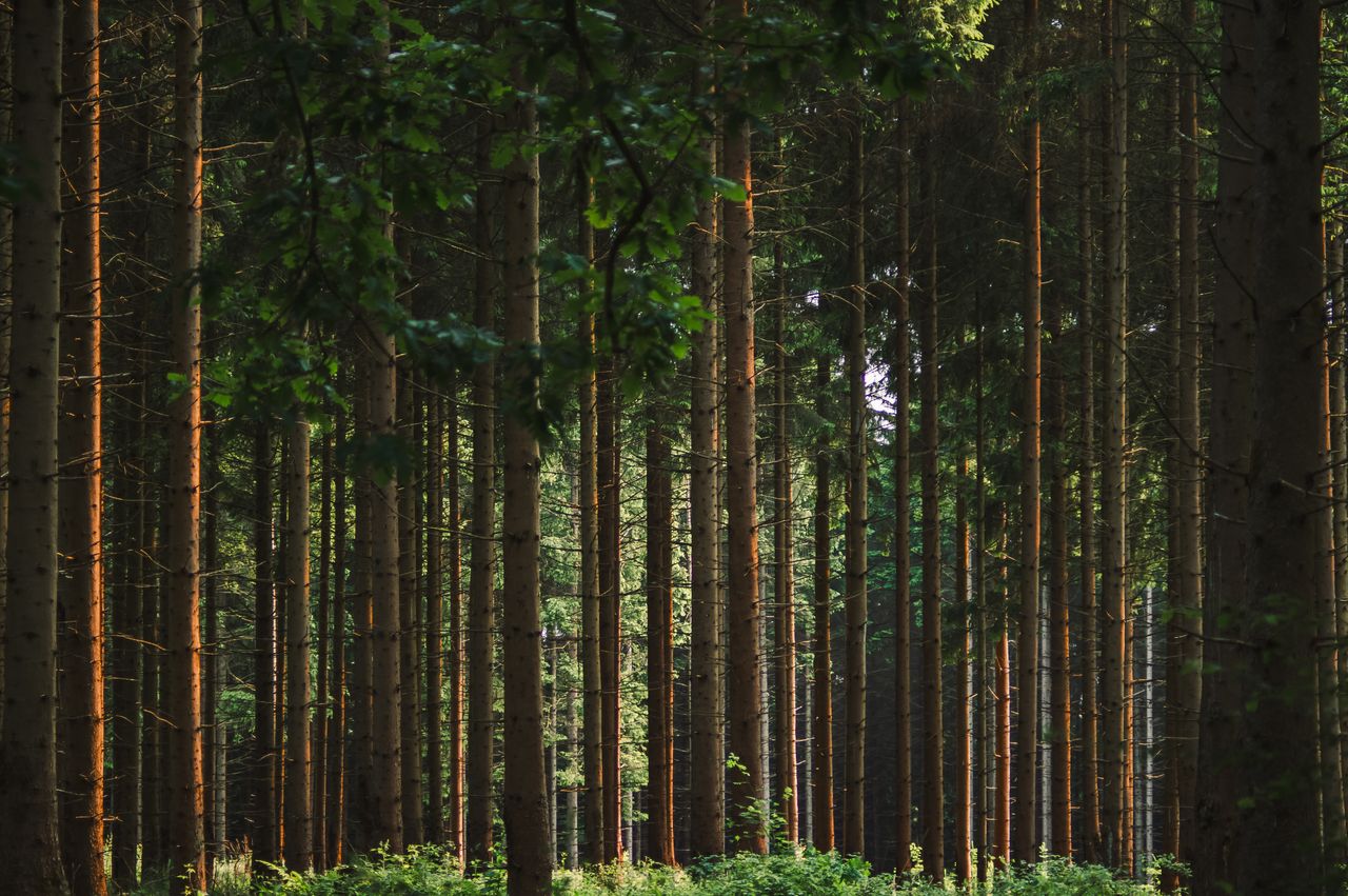 pexels-lana-kravchenko-25433295-33164661